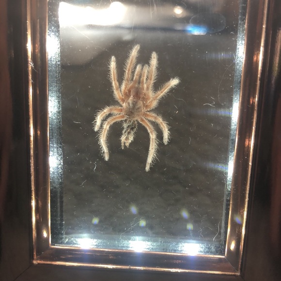 Framed tarantula skin - Picture 2 of 3